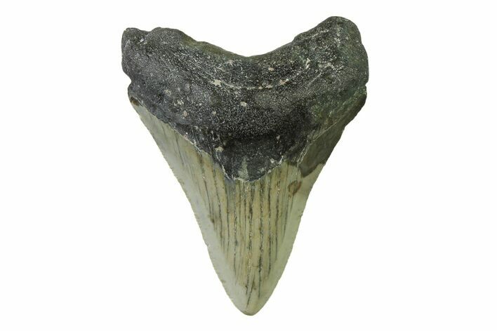 Serrated, Juvenile Megalodon Tooth - North Carolina #338534